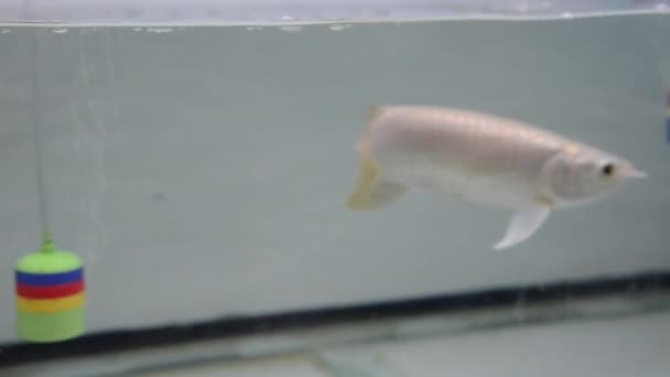 Arowana риби — стокове відео