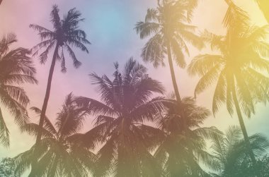 Hindistan cevizi palmiyesi 