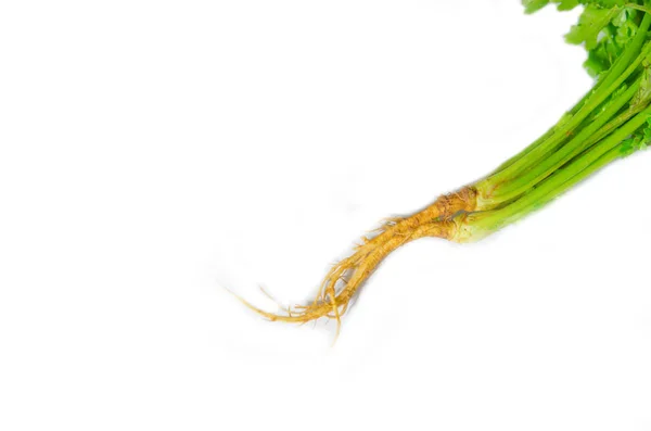 Fresh coriander root — Stock Photo, Image