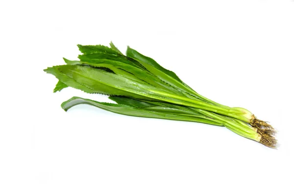 Hojas largas de cilantro —  Fotos de Stock