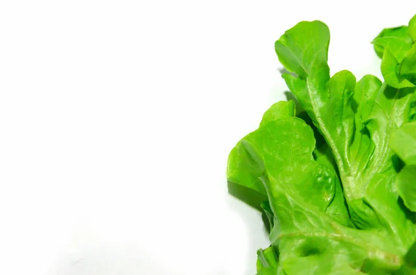 Green oak lettuce — Stock Photo, Image