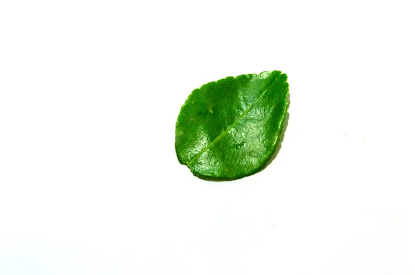 Folhas de limão Kaffir — Fotografia de Stock