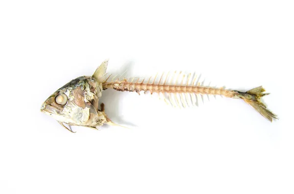 Рыбная кость — стоковое фото