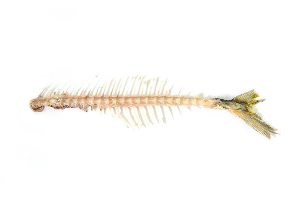 Fishbone — Stockfoto