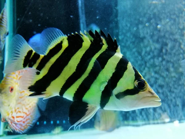 Ryby tygrysie w akwarium. — Zdjęcie stockowe