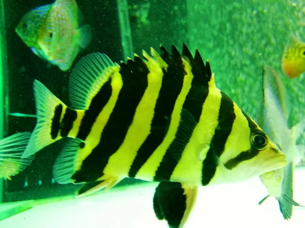 Poisson tigre dans l'aquarium. — Photo