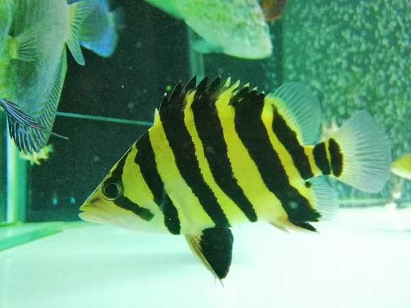 Poisson tigre dans l'aquarium. — Photo