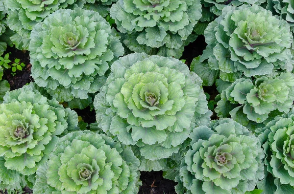 Flowering cabbage — Stock Photo, Image