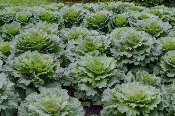 Kubis berbunga — Stok Foto