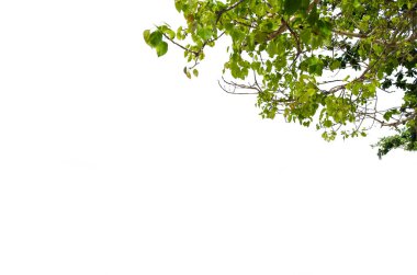 yeşil yapraklar izole