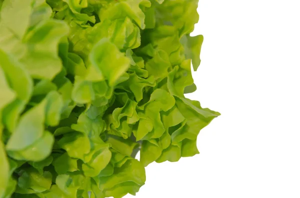 Groene eiken salade — Stockfoto