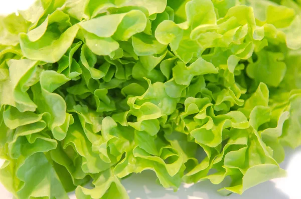 Green oak salad — Stock Photo, Image