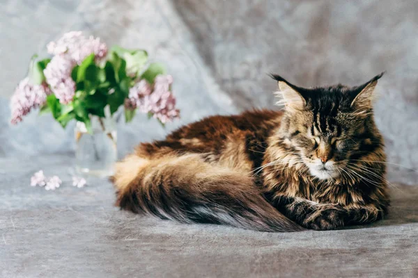 ライラックの花束を持つ眠っている猫 — ストック写真