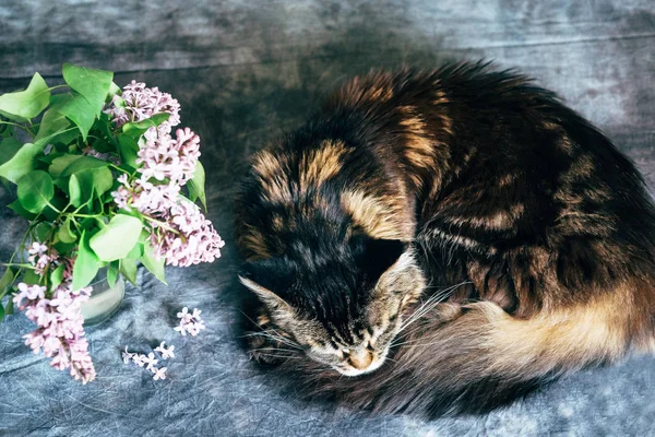 El gato está durmiendo. — Foto de Stock