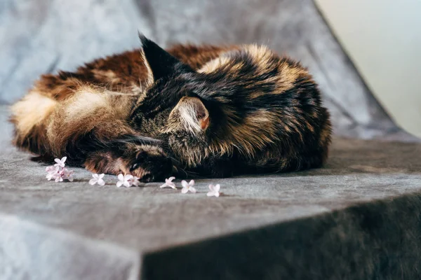 Maine Coon gato durmiendo — Foto de Stock