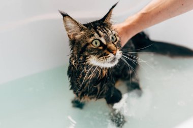 Banyoda kedi yıkama işlemi