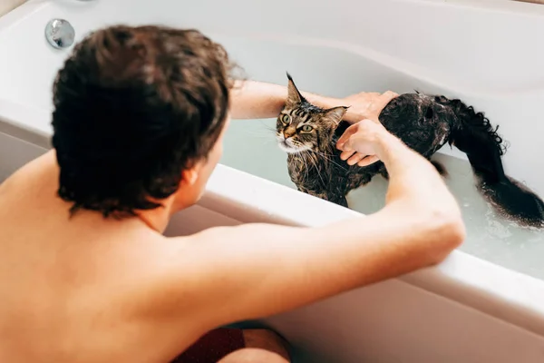 O processo de lavar o gato no banheiro — Fotografia de Stock