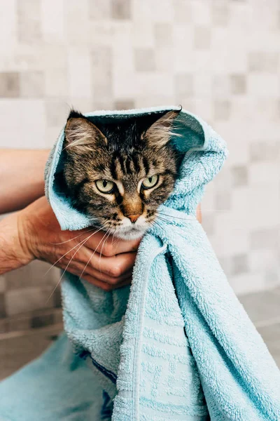 Kot po umyciu ręcznikiem — Zdjęcie stockowe