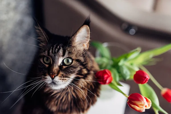 Gato e tulipas — Fotografia de Stock