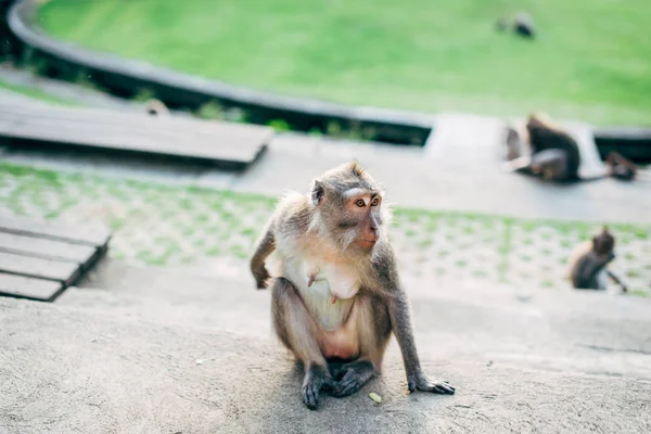 Macacos fofos posando juntos