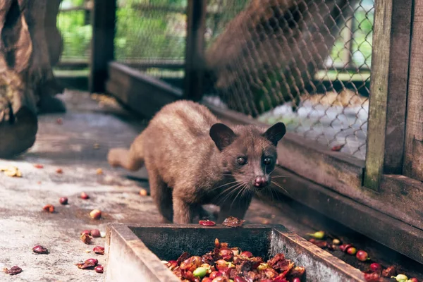 Luwak kahve çekirdeği yemek