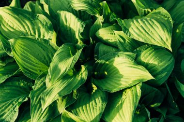 Bitki hosta duvar kağıdı