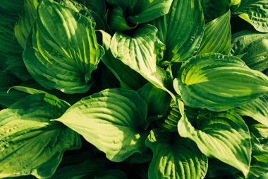 yeşil yaprak dokusu arkaplanı