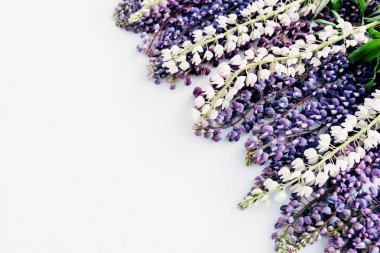 Beyaz arka plan üzerinde lupine çiçeği (Lupinus angustifolius)