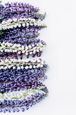 Beyaz arka plan üzerinde lupine çiçeği (Lupinus angustifolius)