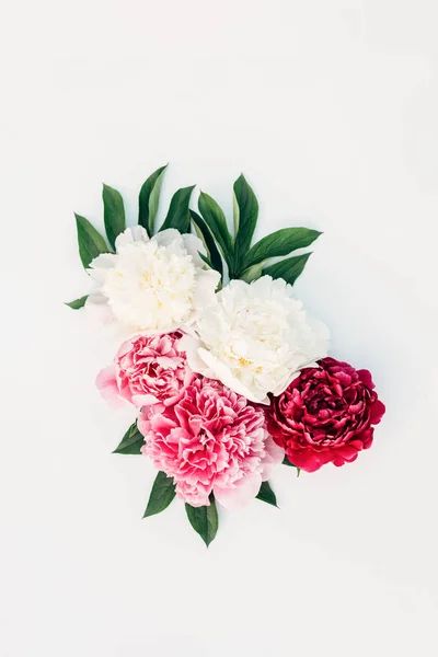 Kompozycja kwiatów i liści piwonii — Zdjęcie stockowe