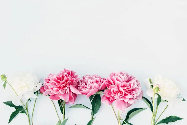 Çiçekler peonies çerçevesinde — Stok fotoğraf