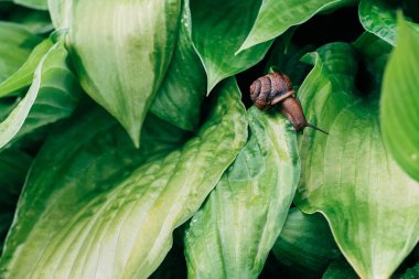Bahçede Hosta yaprakları üzerinde oturan salyangoz