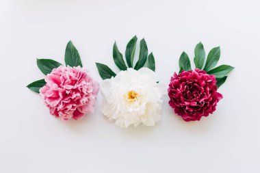 Üç peonies