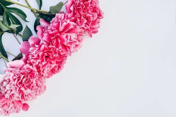 stock image Pink Peony 