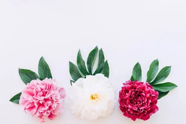 Üç peonies — Stok fotoğraf