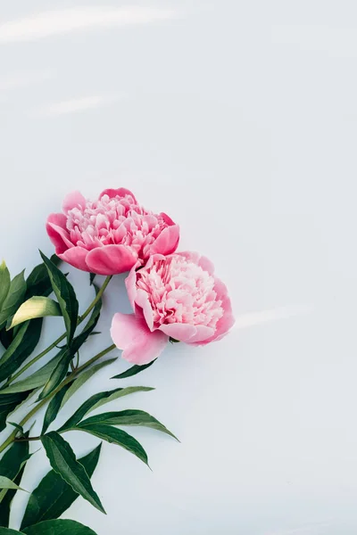 İki pembe peonies — Stok fotoğraf