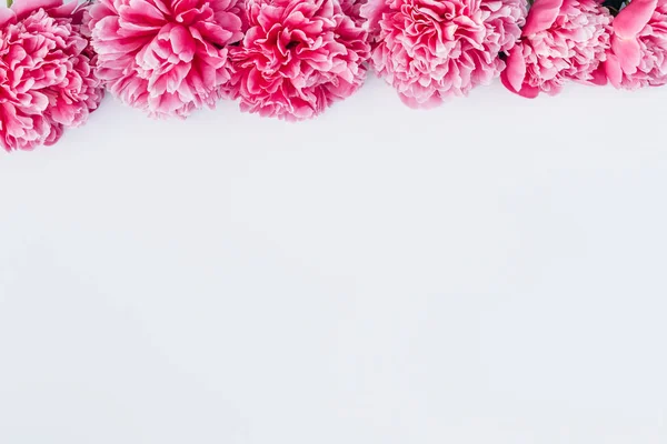 Moldura peônia rosa — Fotografia de Stock