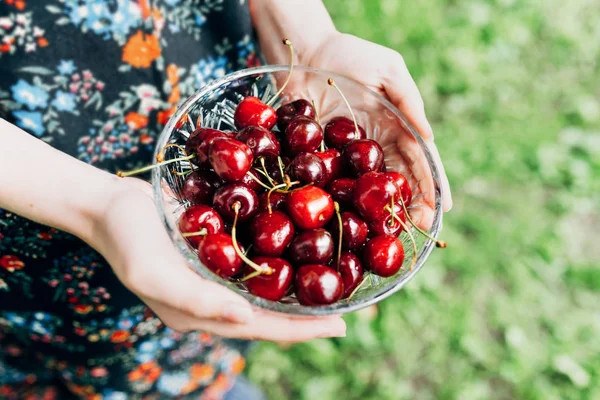 Organic red cherries in hands — Stock Photo, Image
