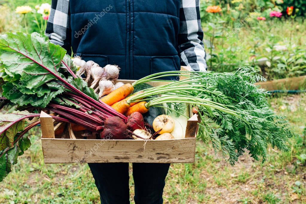 Mature Farmer Holding Wooden Box With Ripe Vegetables