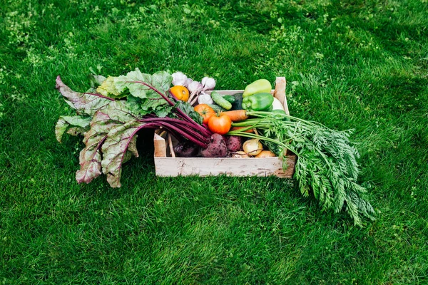Овощи из органического сада на зеленом фоне — стоковое фото