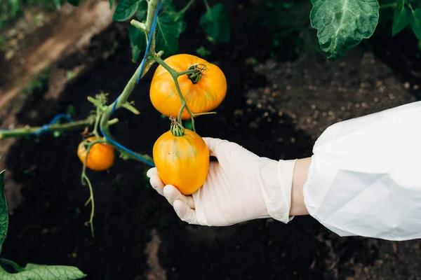 Tomates de naranja — Foto de Stock