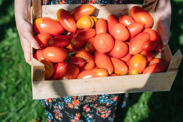 토마토를 들고 농부 — 스톡 사진