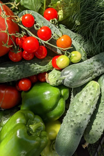 Čerstvé Zemědělské Produkty Červená Zelená Zelenina Koncept Zdravé Stravy — Stock fotografie