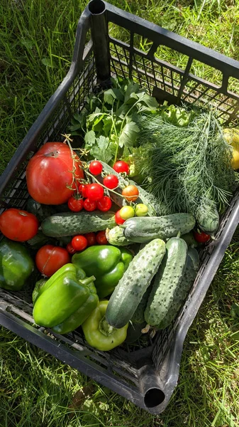 Caja Plástico Negro Con Verduras Sobre Hierba Verde Foto Móvil — Foto de Stock