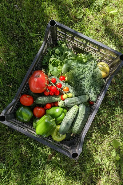 Caja Plástico Negro Con Verduras Sobre Hierba Verde — Foto de Stock