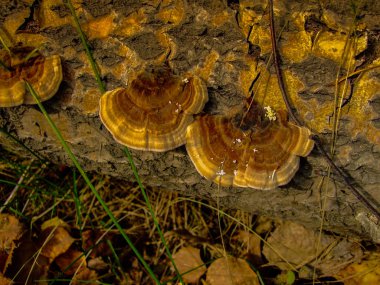Devrilmiş ağaçtaki mantarlar