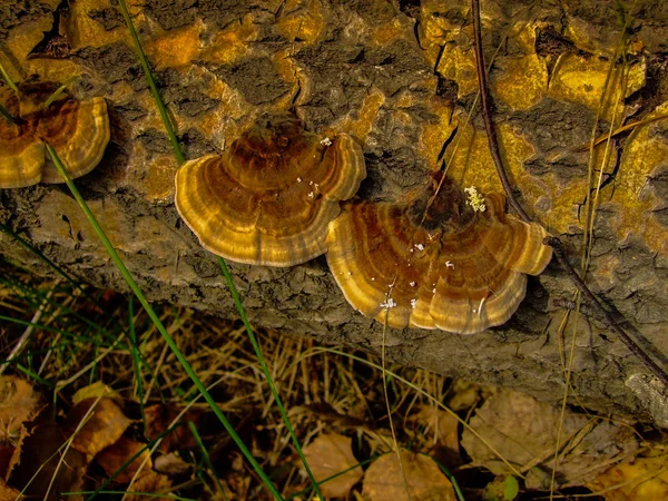 Devrilmiş ağaçtaki mantarlar