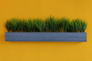 bir tencerede yeşil çimen