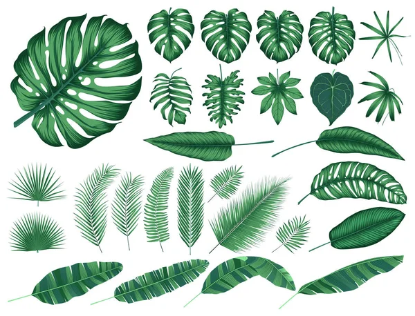 Детальні Тропічні Листя Рослини Векторна Колекція Ізольовані Елементи — стоковий вектор