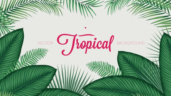 Folhagem Tropical Verão Folhas Calathea Ornata Fundo Vetorial — Vetor de Stock
